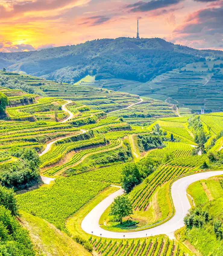 Weinterrassen am Kaiserstuhl in der Abendsonne